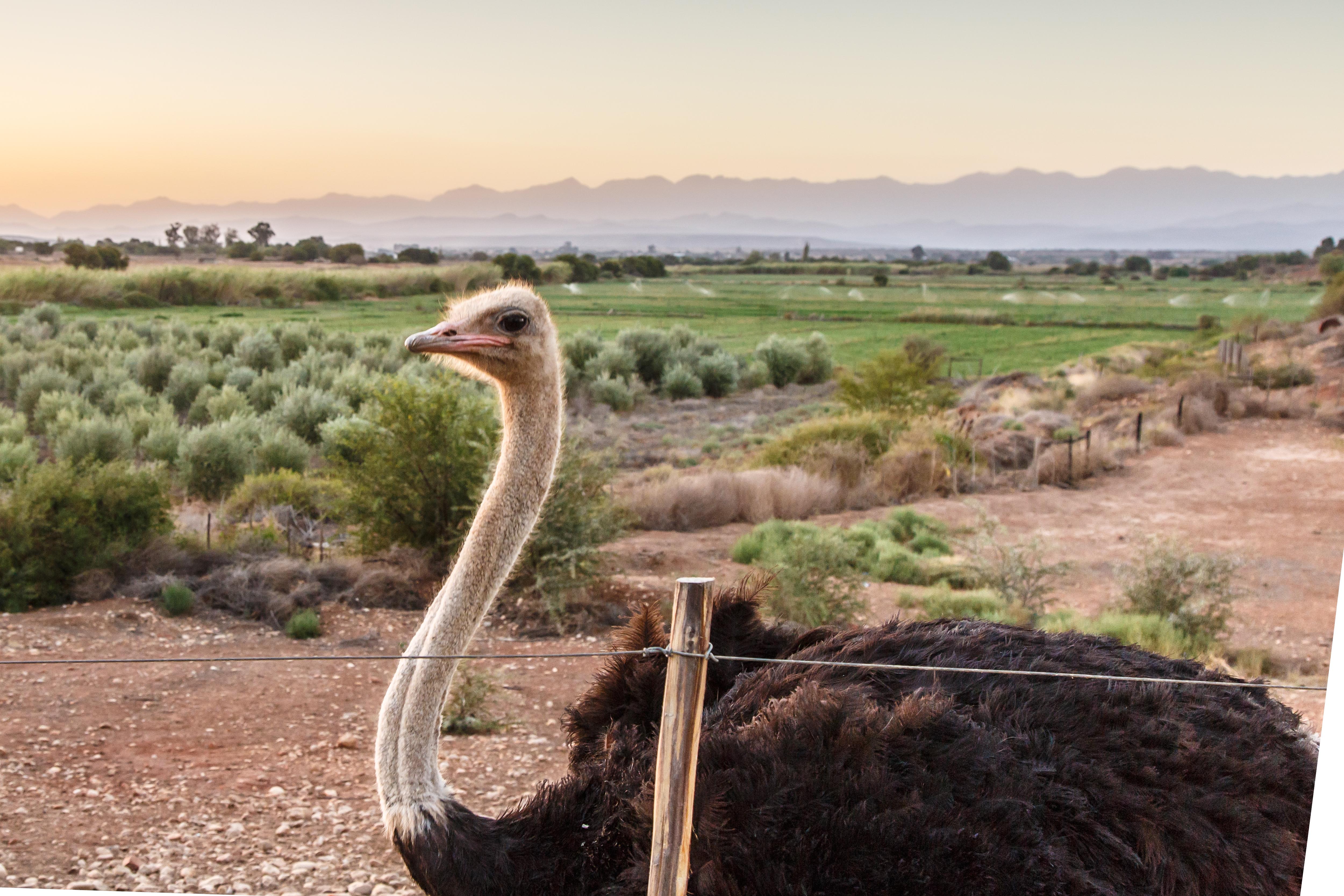 De Denne Country Guest House Oudtshoorn Dış mekan fotoğraf