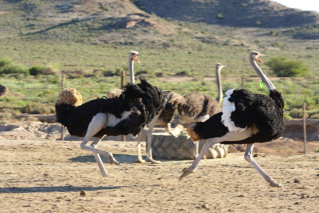 De Denne Country Guest House Oudtshoorn Dış mekan fotoğraf